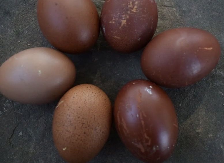 Ovos Férteis para Incubação – Blue Copper Marans