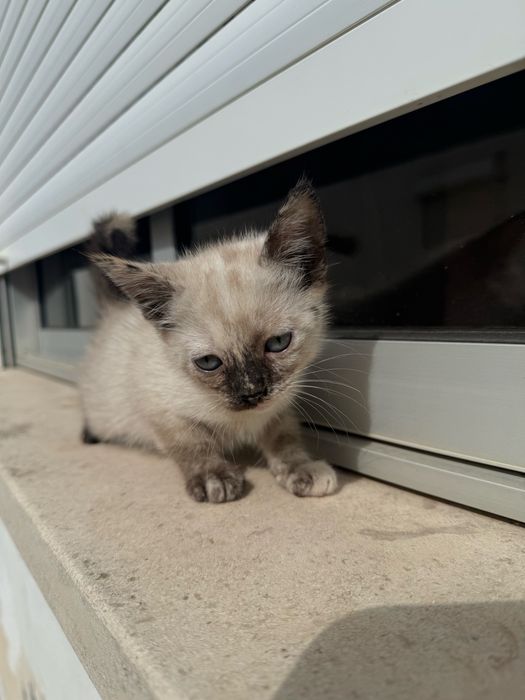 Gatinhas para Adoção