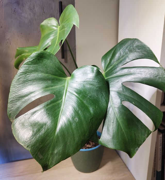 Monstera deliciosa