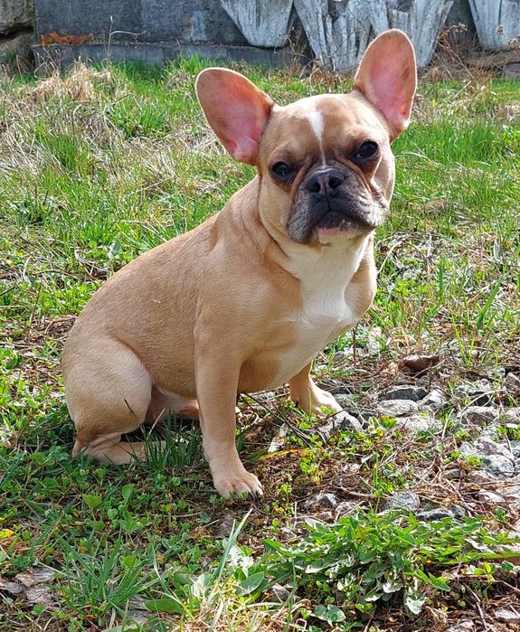 Милашка, девочка, французский бульдог)