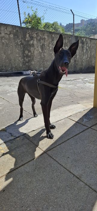 Nina, cadela de 8 meses para adoção
