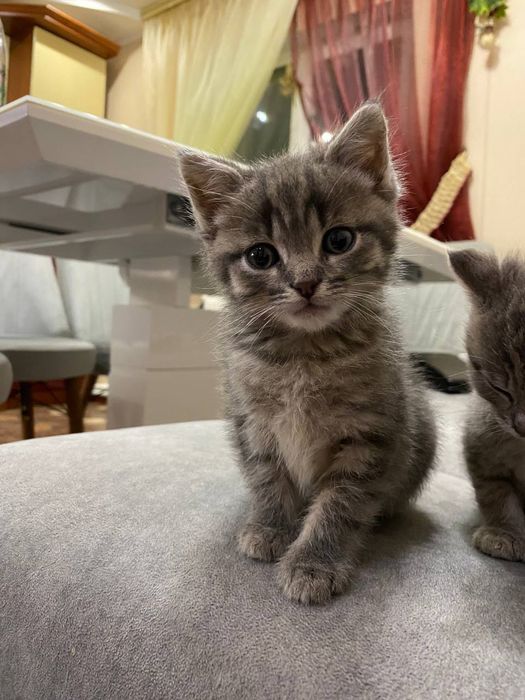 Кошенята в добрі руки