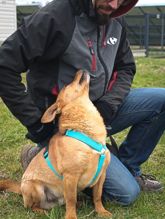 Mały beżowy piesek szuka domu