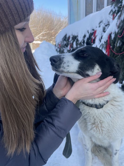 Собака Ніка, безкоштовно в добрі руки