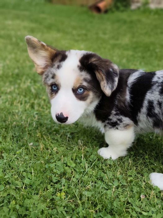 Welsh Corgi Cardigan Marty ( fluffy )
