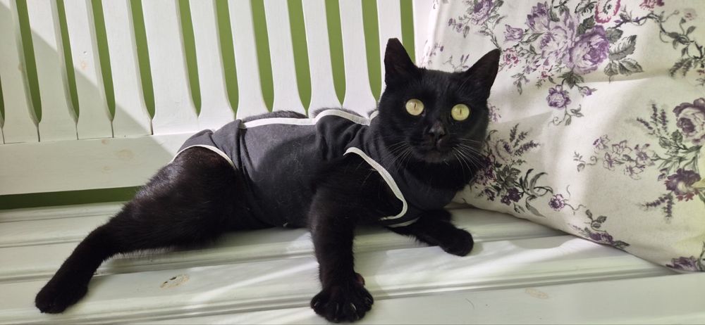 Чорна киця шукає дім