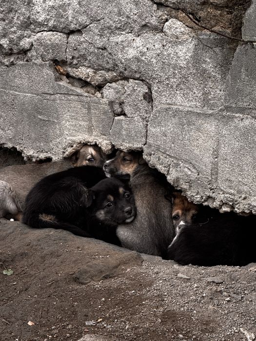 Терміново шукаємо родину