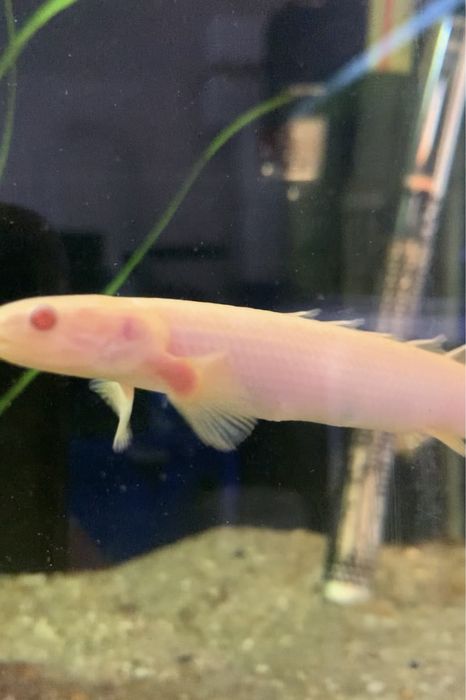 Polypterus  albinos  15 centimetros