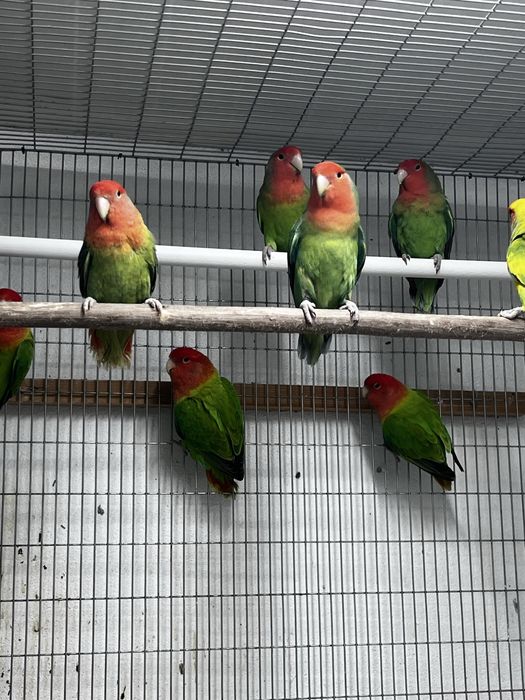 Agaponis rosicolis longfeather