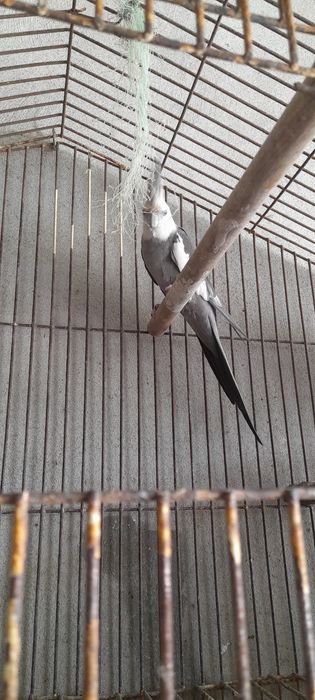 Caturras face branca