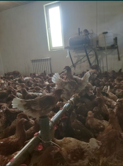 Куры, кури несушки опт