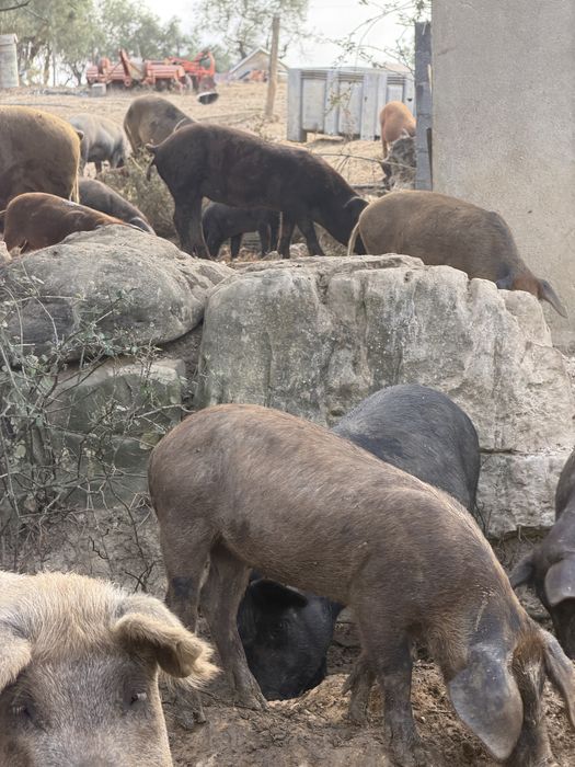 60 Porcos, Leitão, 1 ano e 2 anos