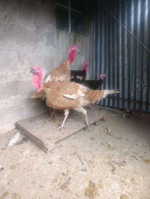 Perús castanhos e pretos