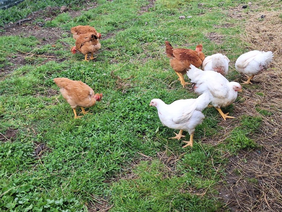 Vendo frangos caseiros