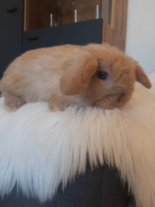 Kroliki baranek miniaturka karzelek mini lop