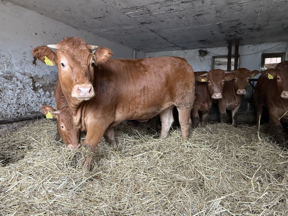 Sprzedam Jałówki  Do Zacielenia  Oraz Buhaja Limousine lm