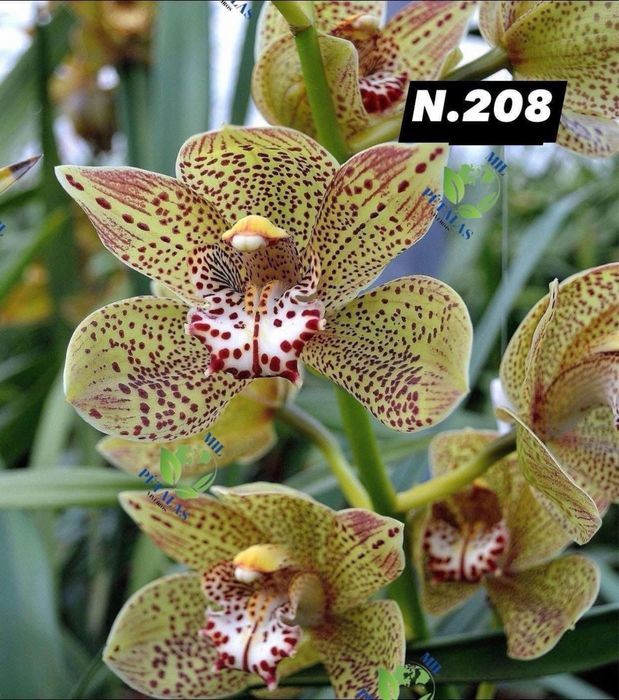 Orquídeas de Coleção a 9,50€ com 3/4 bolbos prontas a florir