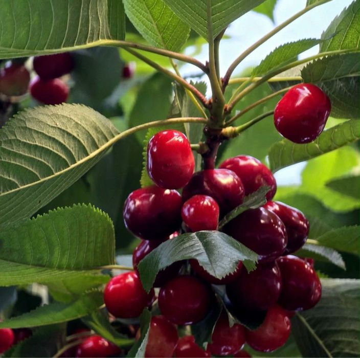 Czereśnie prosto z sadu – świeże, bez chemii | 10 zł/kg