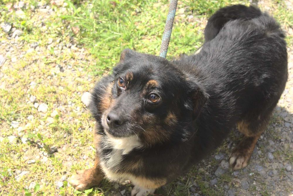 Mały starszy piesek szuka domku. Adopcja.