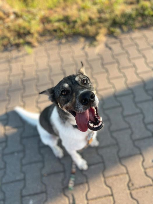 Tores w typie charta do adopcji