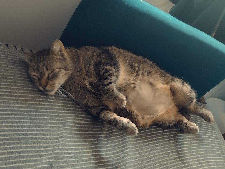 Alfred – 13-letni koci senior, który wciąż marzy o własnym człowieku
