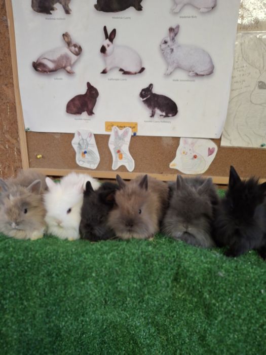 Sprzedam króliczki miniaturki TEDDY