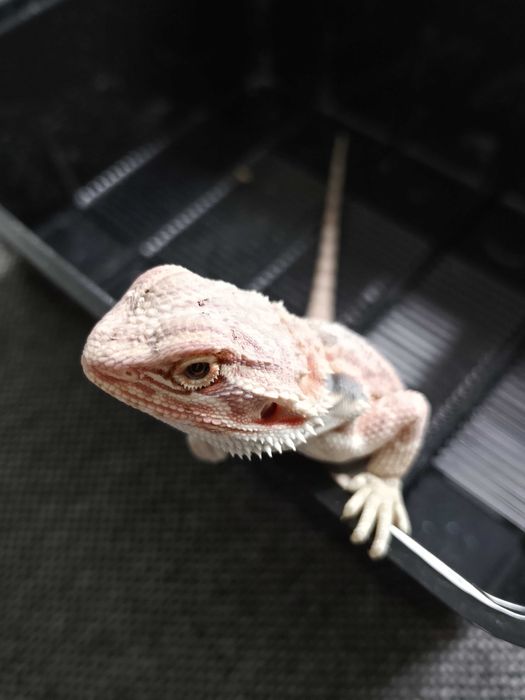 Agama brodata, pogona, gady