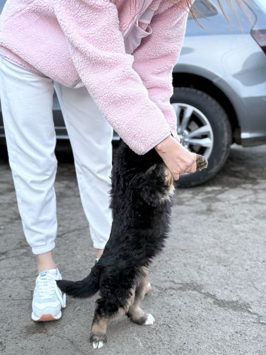 Довгошерстні вівчарки