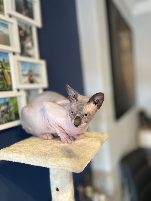 Gato sphynx blue point
