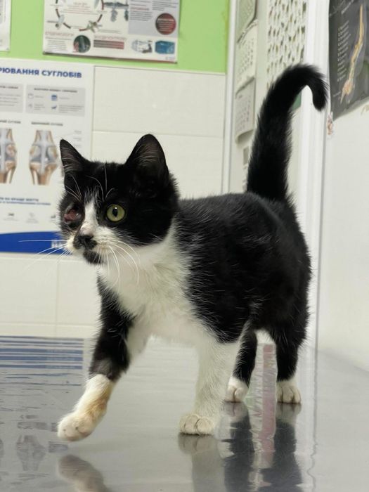 Кошеня котик шукає родину