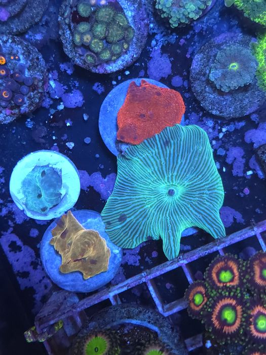 Ricordias, discossomas