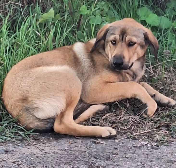Отдам даром в добрые руки собаку метис овчарки