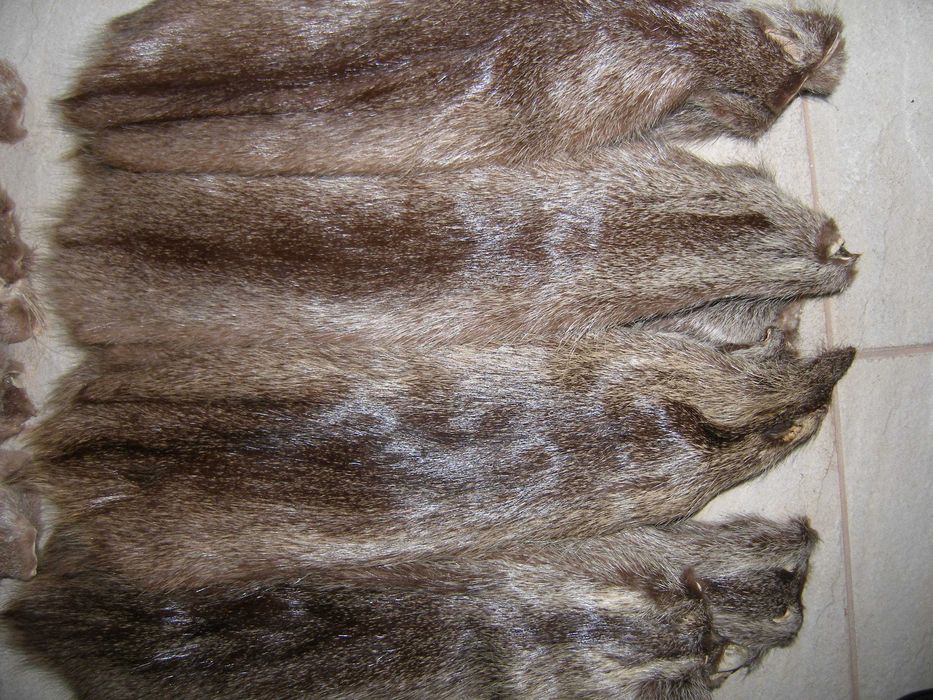 wyprawione skóry z nutrii