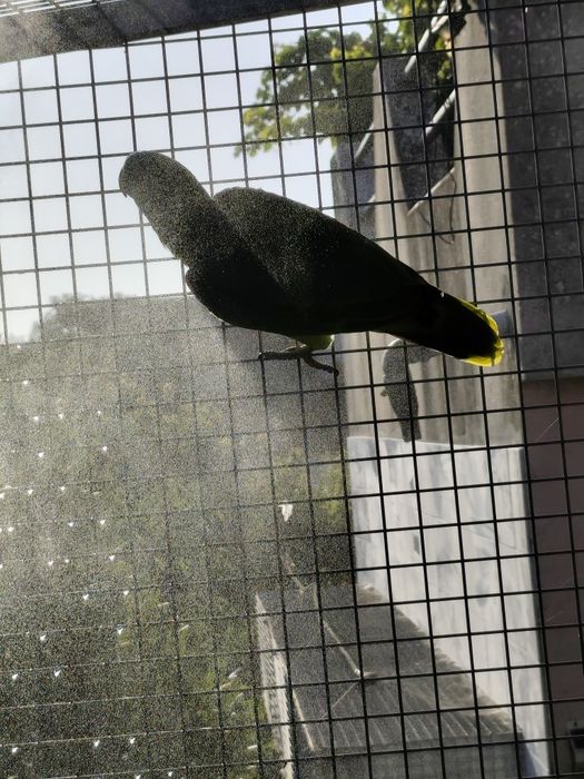 Papagaio astiva criada pelos pais