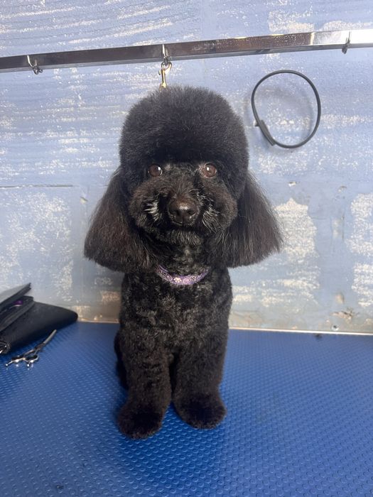 Послуги грумера.