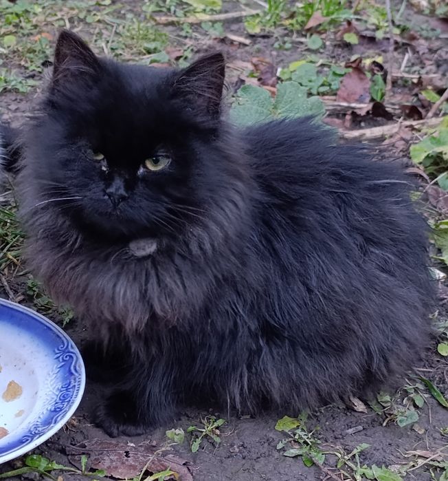 Кошеня, котик, котеня