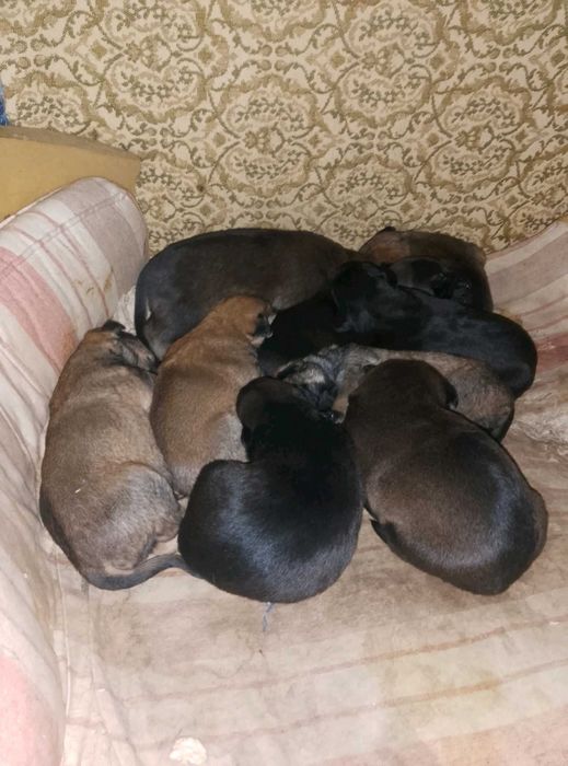 Метис Німецької вівчарки