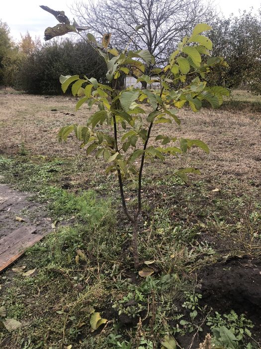 Садженець волоського горіха .