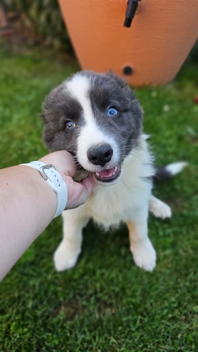 Piesek Border collie blue z niebieskimi oczami