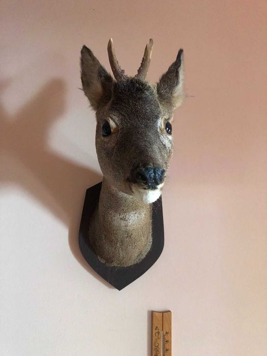 Spreparowana głowa koziołka