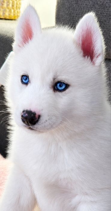 białe siberian husky ZKwP FCI