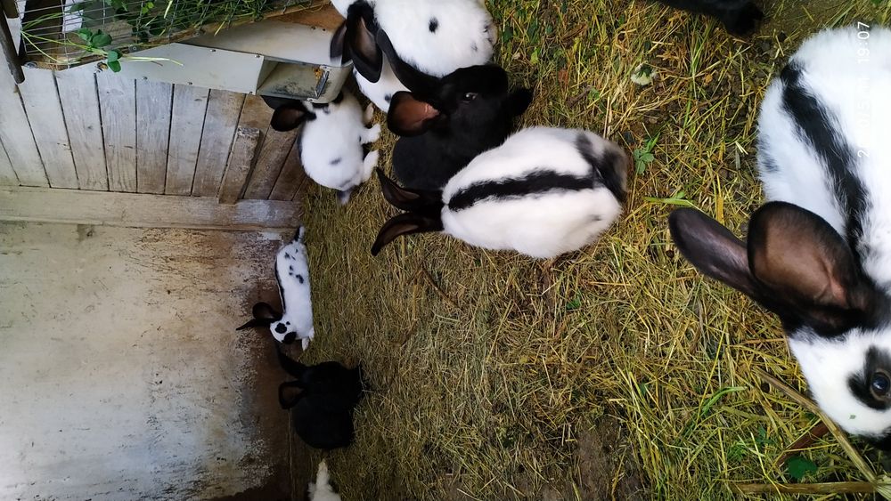 Німецький строкач.Самці,самки.Різний вік.