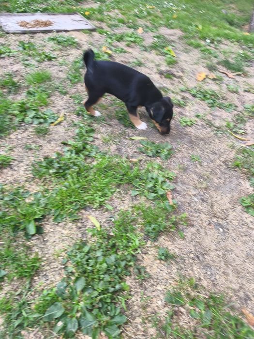 Terrier niemiecki szczeniak