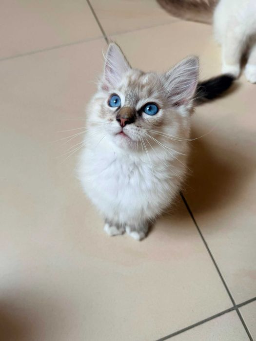 kocurek seal mitted lynx Ragdoll rodowód FPL