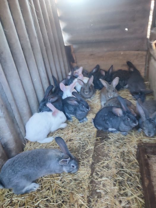 Продам кроликов разного возраста