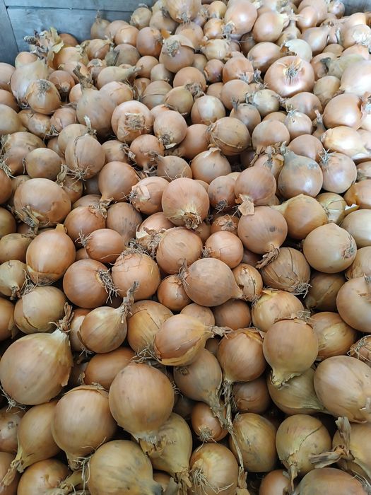 Sprzedam marchew ziemniaki cebule