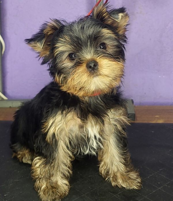 Породні цуценя йоркширських тер'єрів