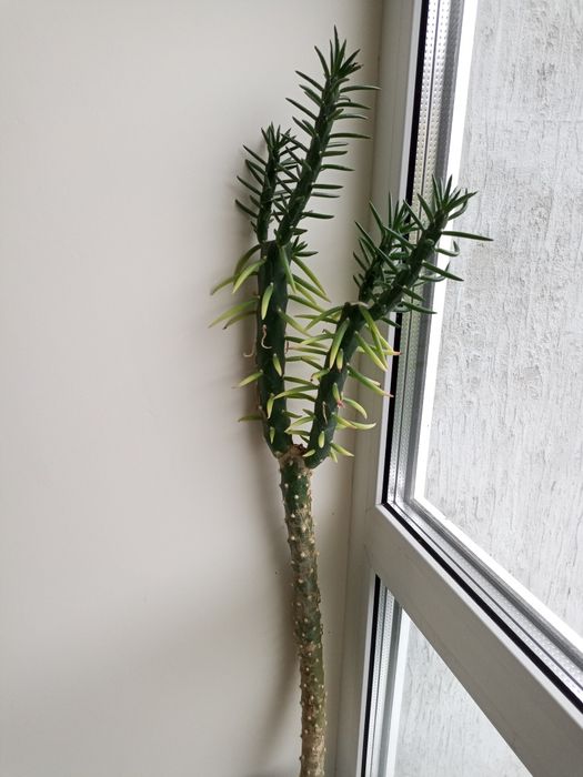 Аустроціліндропунція, невибаглива рослина