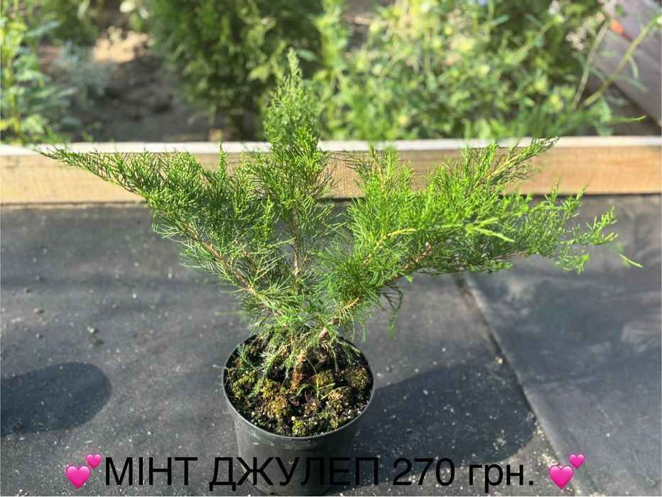 Живі ялинки та хвойні рослини у горщиках