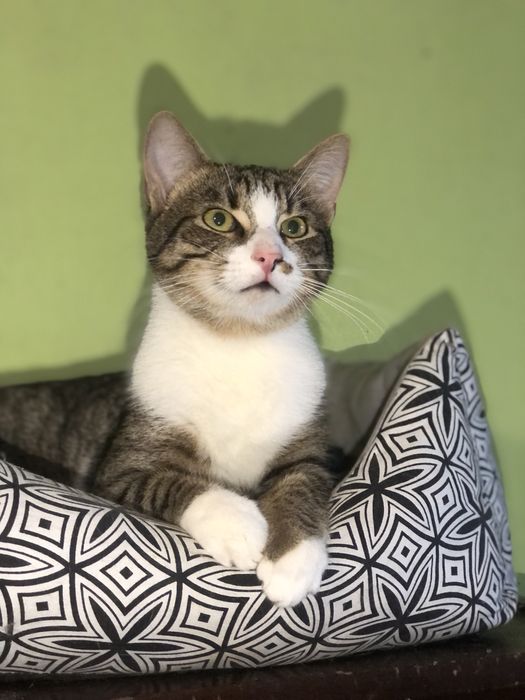 Котик 1,5 года бесплатно